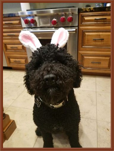 Tobias the Easter Bunny